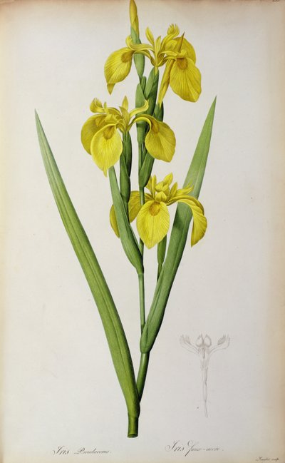 Iris Pseudacorus, from 